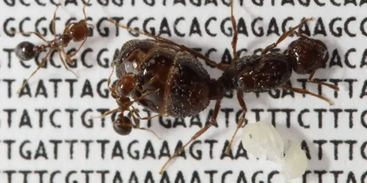 Photograph of a red fire ant "Solenopsis invicta" (queen, two adult workers, one worker pupa)