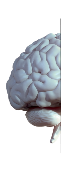 Graphic of half a brain